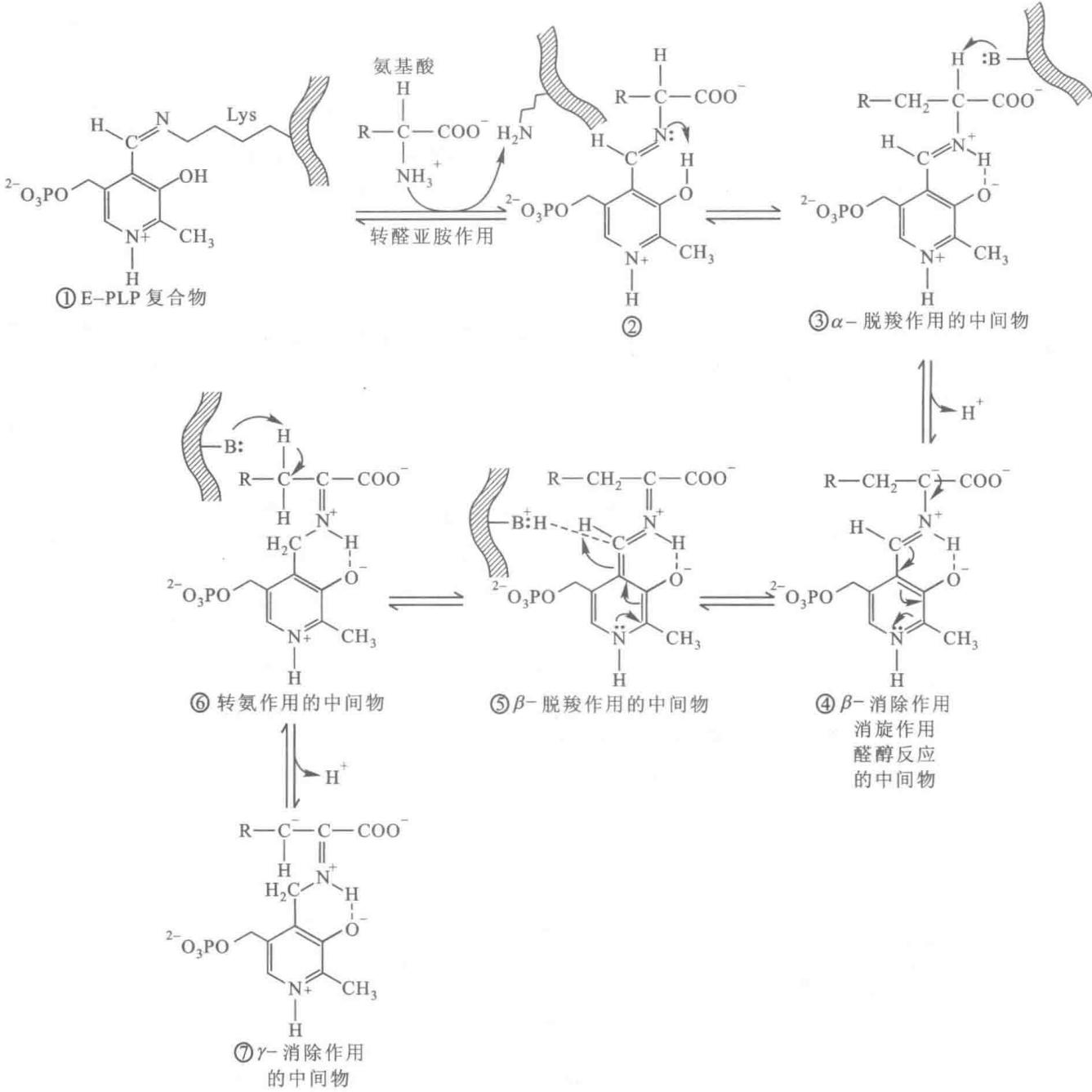 PLP催化多种反应的共同机制