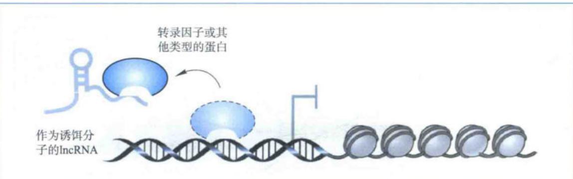 诱饵lncRNA改变调控蛋白的染色质定位