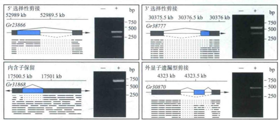 转录组测序和RT-PCR验证棉花基因的选择性剪接
