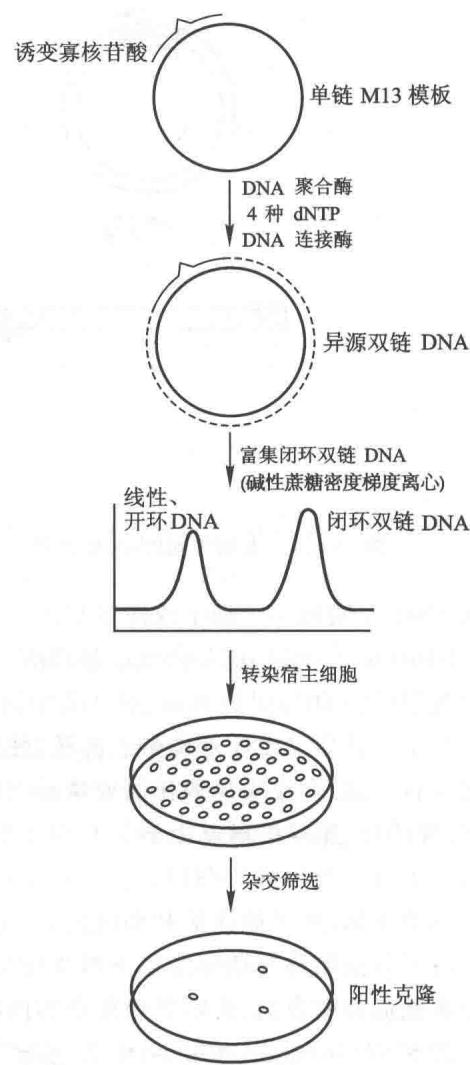 寡核苷酸指导的定位诱变