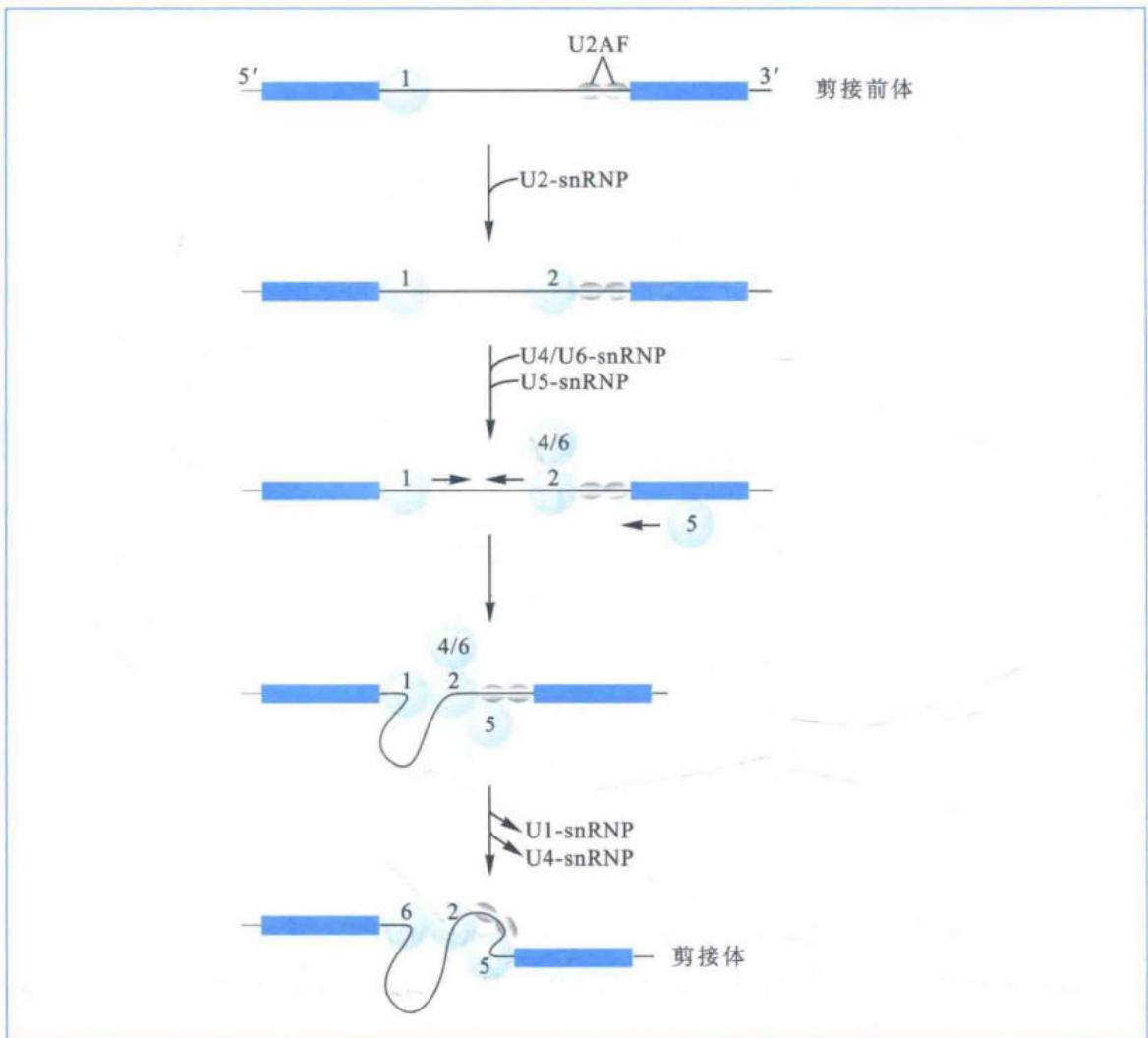 真核mRNA前体内含子的剪接过程