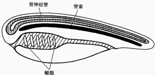 脊索、背神经管和咽鳃裂三大特征