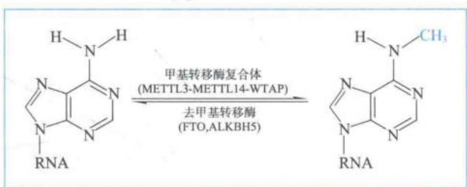 mRNA上的可逆m6A修饰