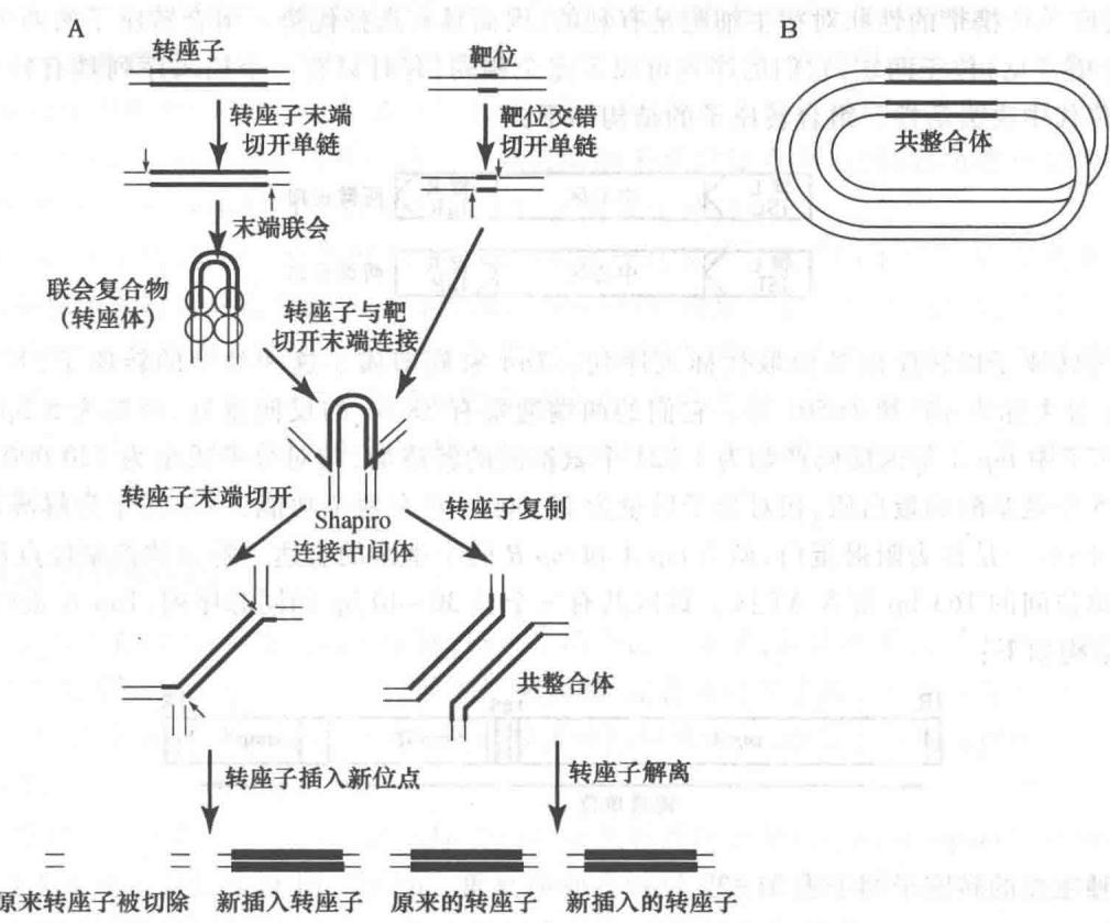 非复制转座与复制转座