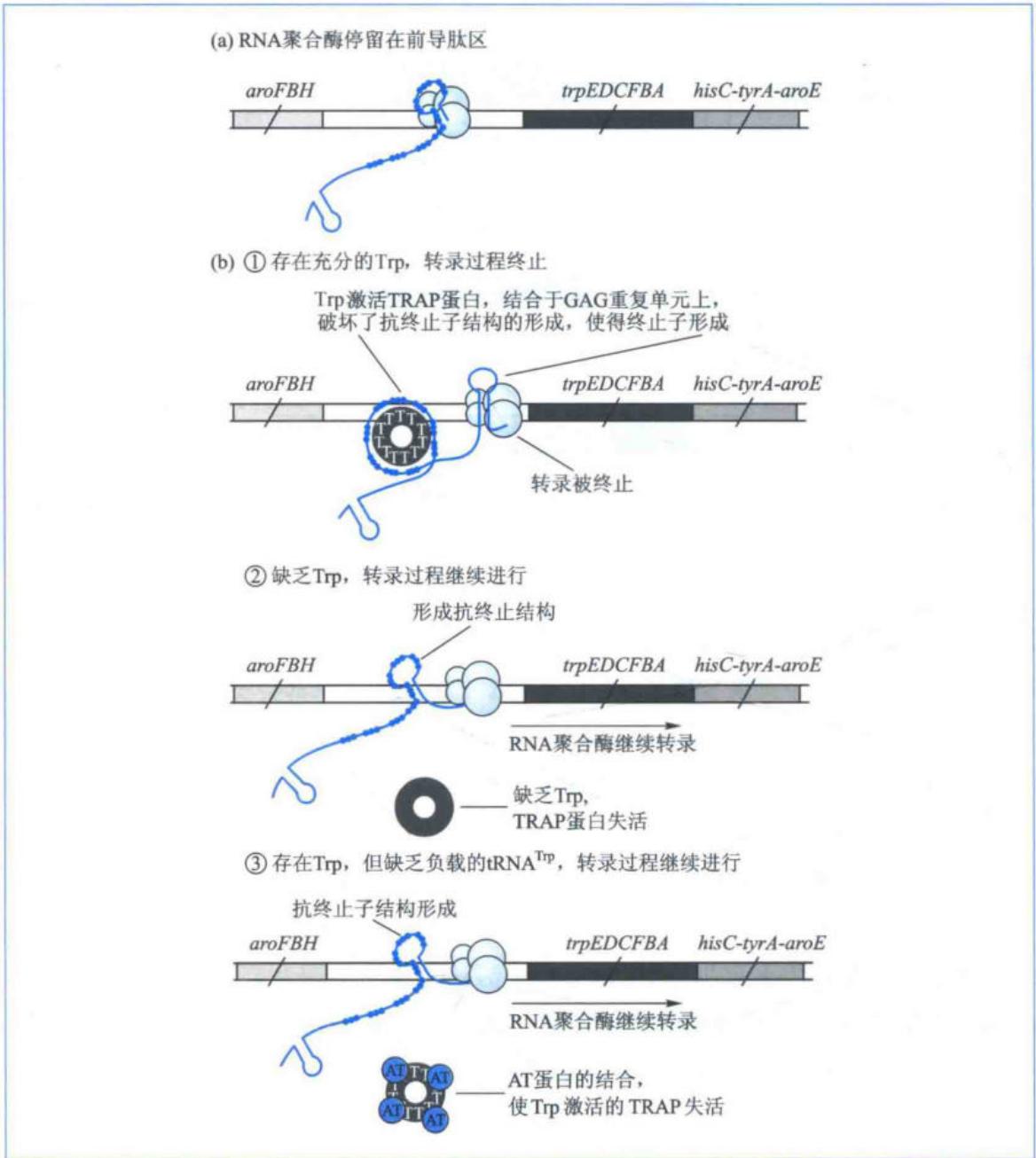 枯草杆菌色氨酸操纵子的调控机制