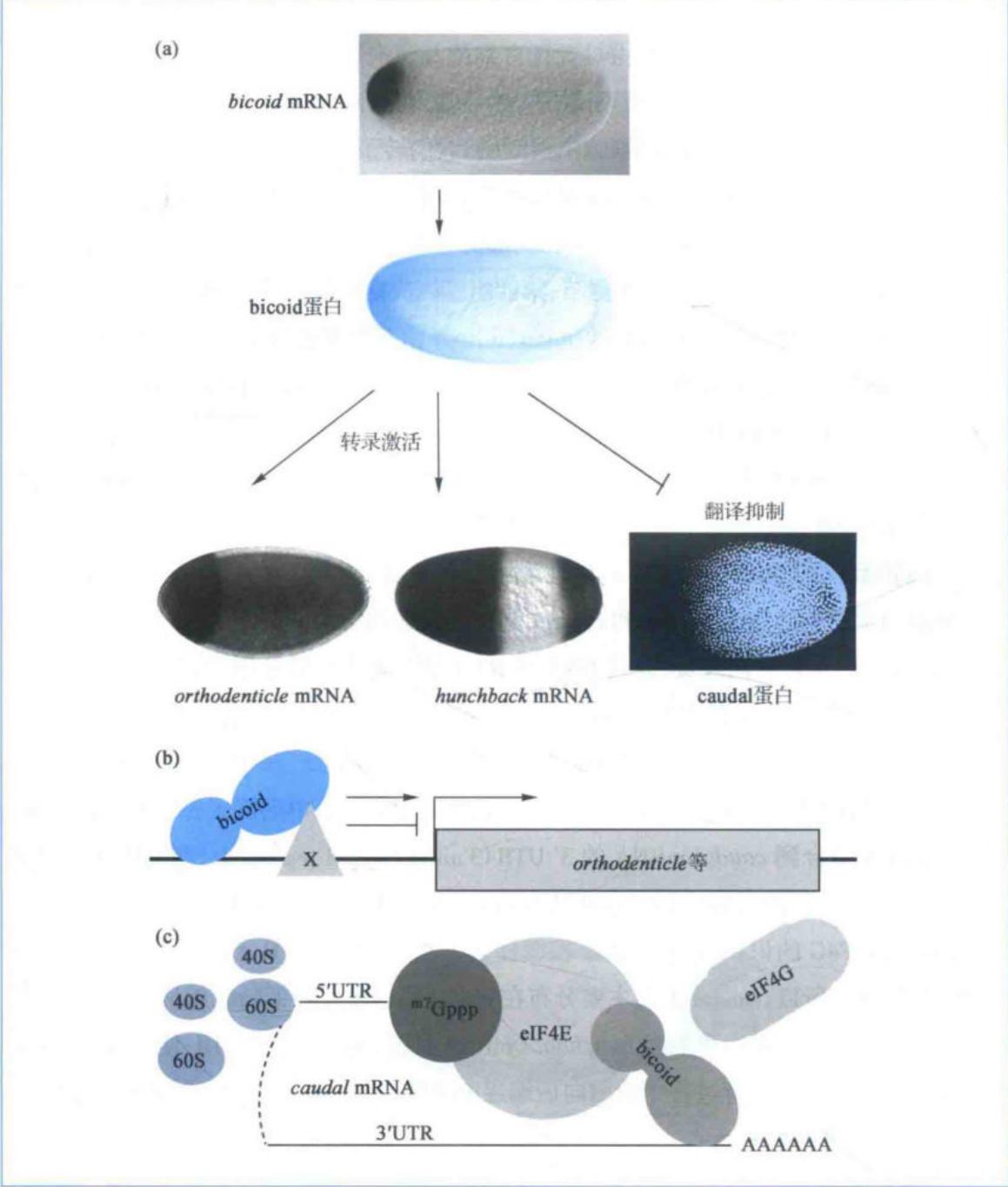 bicoid以浓度阈值激活前端基因并抑制caudal翻译