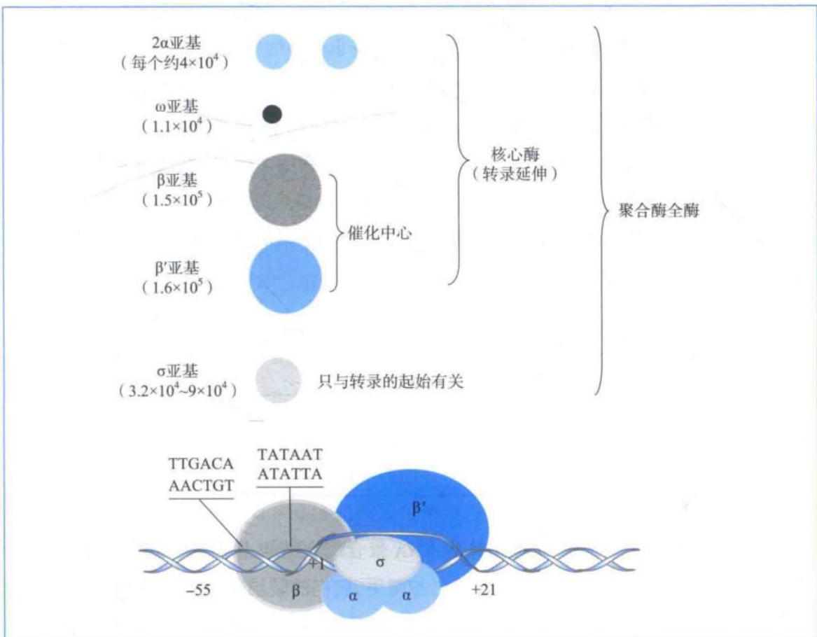 大肠杆菌RNA聚合酶的组成与功能