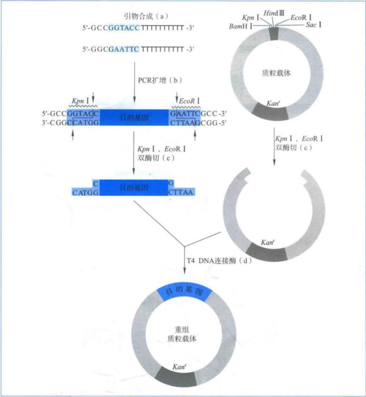 常规重组载体的构建