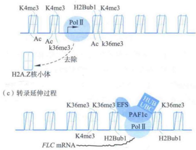 H3K4、H3K36甲基化和H2B泛素化促进FLC转录
