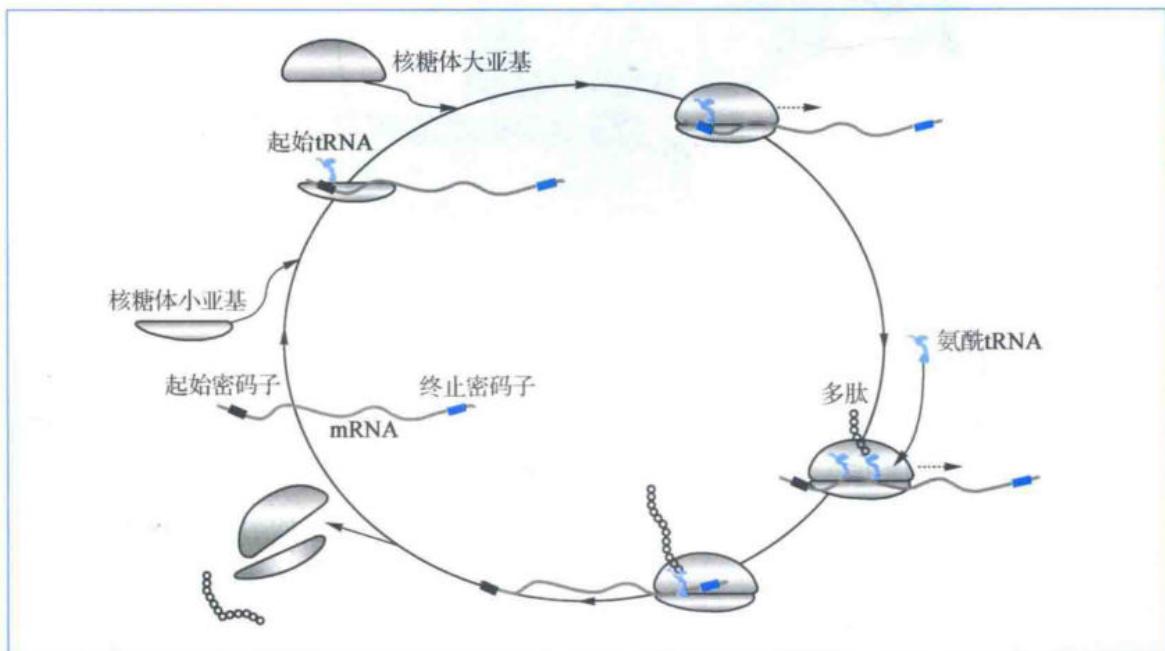 蛋白质翻译过程总览