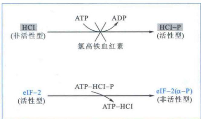 氯高铁血红素HCI与eIF-2磷酸化的关系