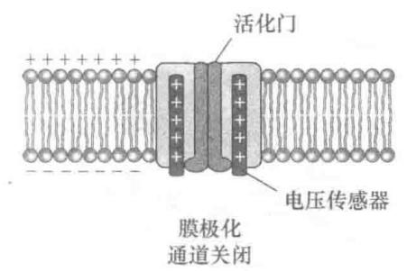 电压门控Na+通道的电压感受(C)