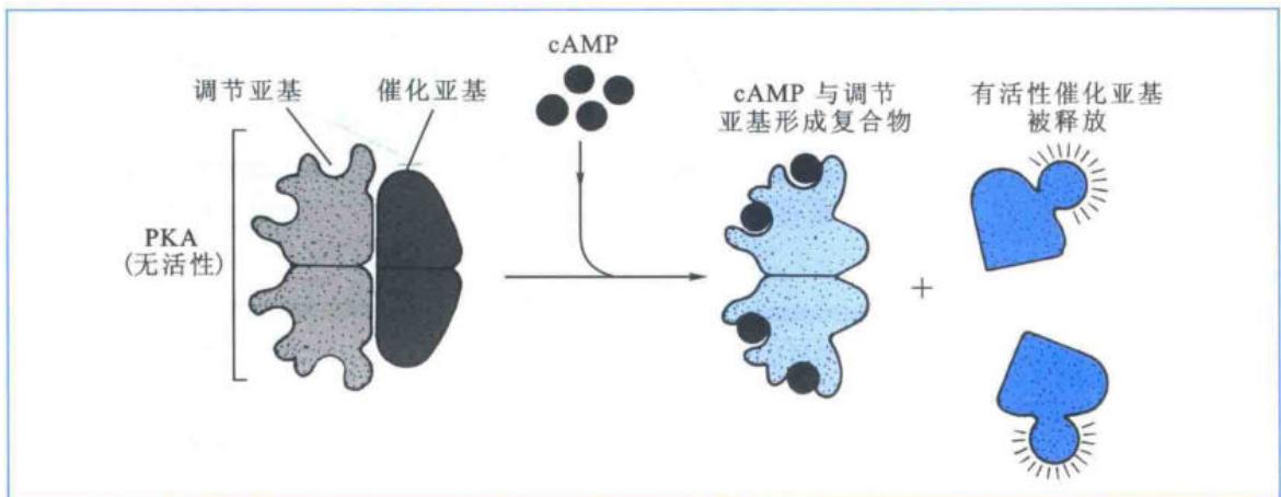 cAMP结合PKA调节亚基并释放催化亚基