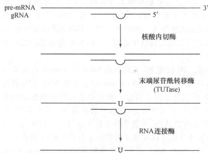 gRNA指导的RNA编辑