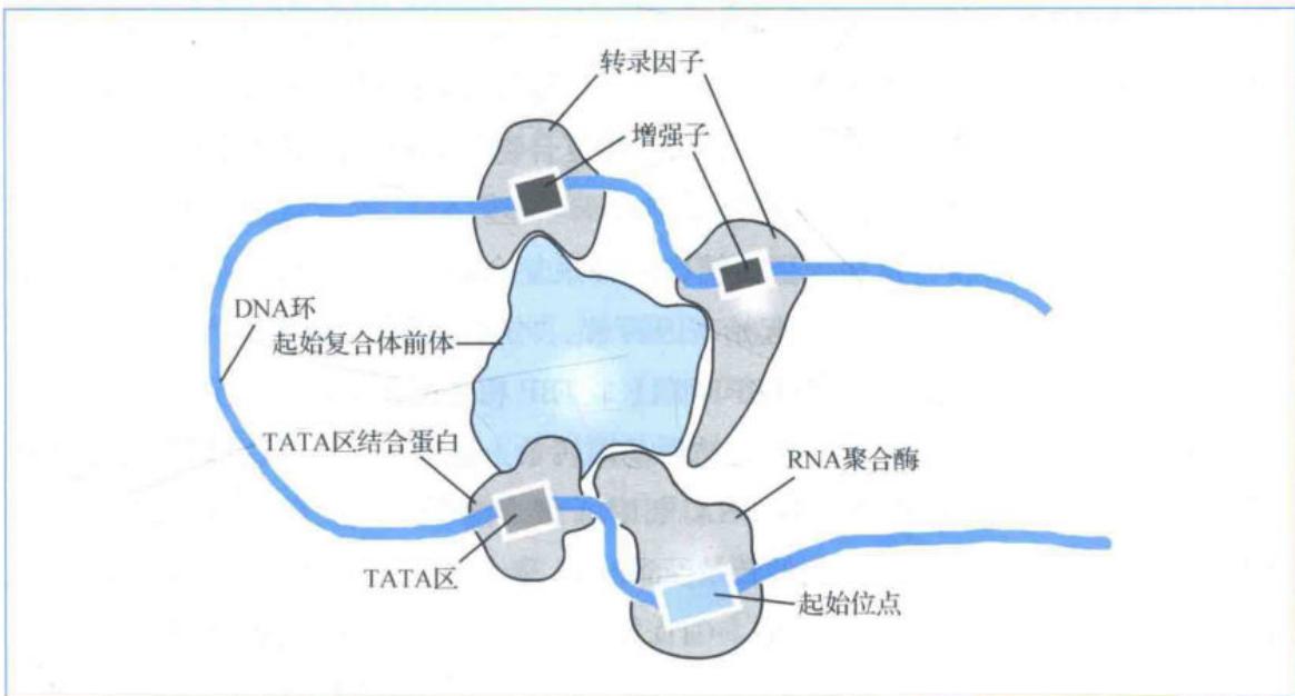 顺式元件反式因子与RNA聚合酶组成的转录调控模式