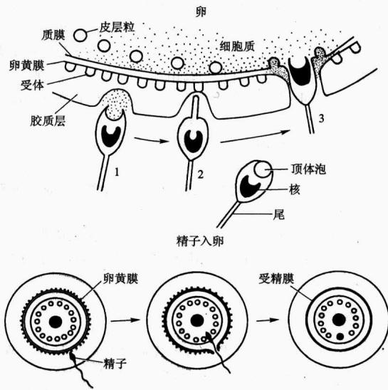 海胆顶体反应、精卵融合和受精膜形成