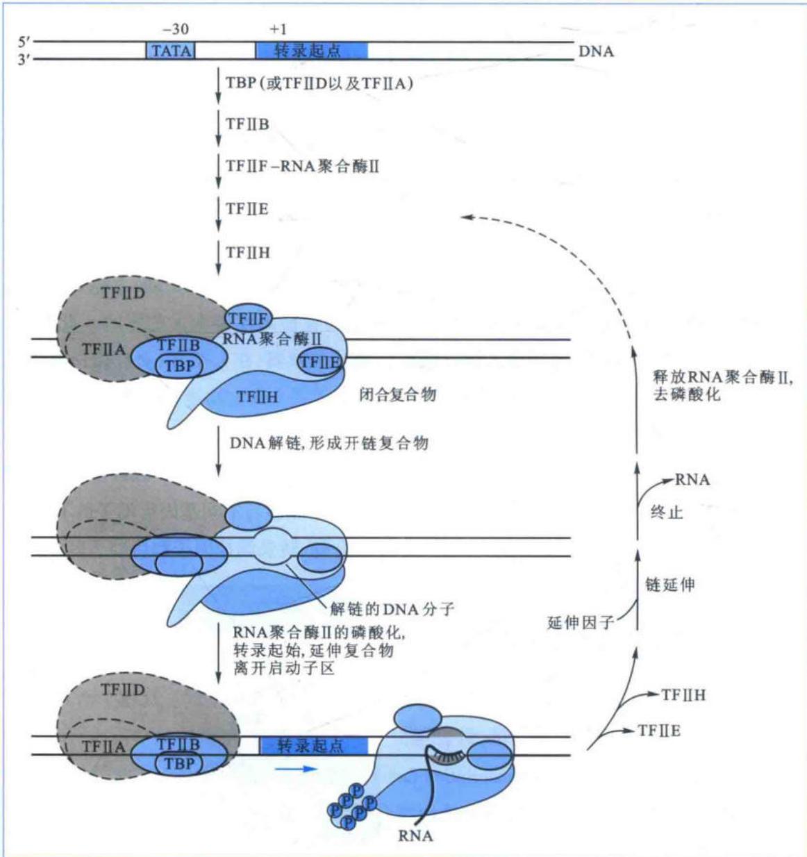 RNA聚合酶II转录前起始复合物