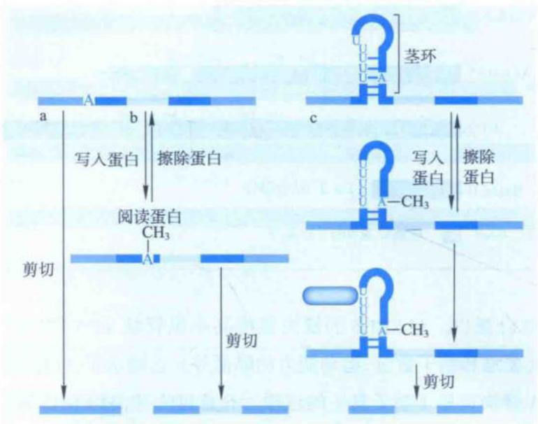 m6A写入、阅读、擦除及结构变化调控选择性剪切