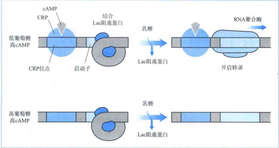 葡萄糖对lac操纵子的正、负调控整合