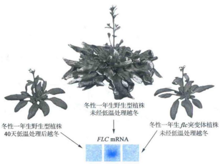 春化抑制冬季生态型FLC并解除开花抑制