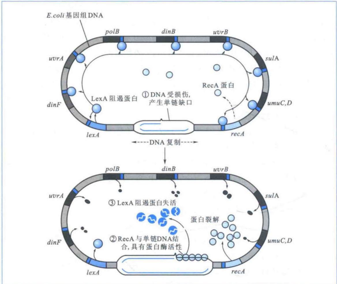 LexA阻遏的SOS DNA损伤修复系统