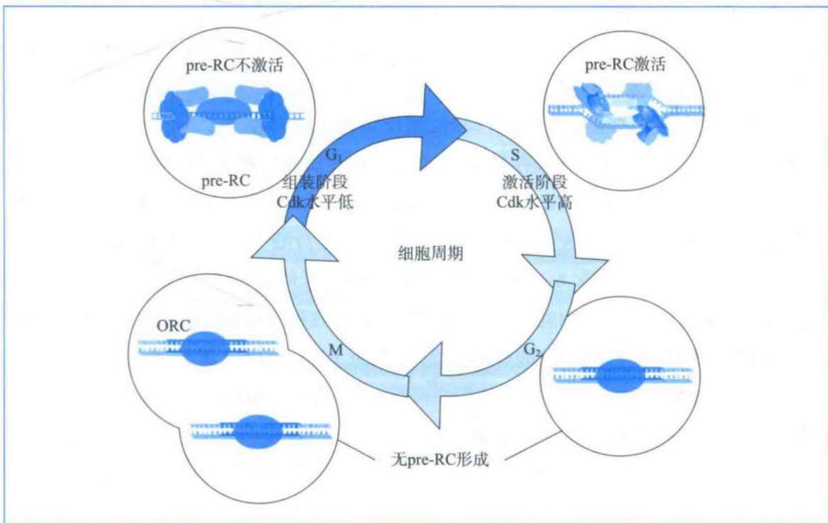 Cdk调控pre-RC形成与激活