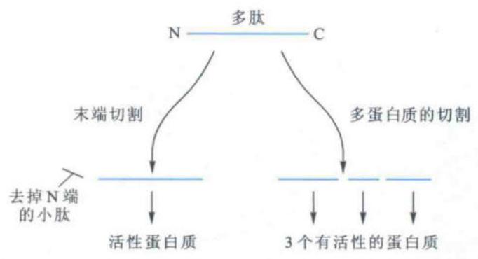 新生多肽经蛋白酶切割成为成熟蛋白质