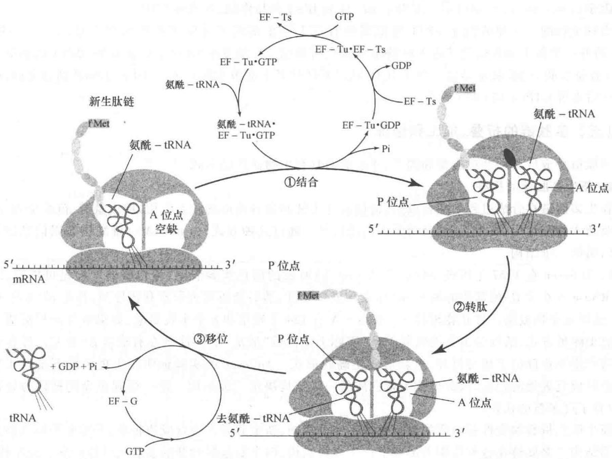 原核生物多肽链延伸循环