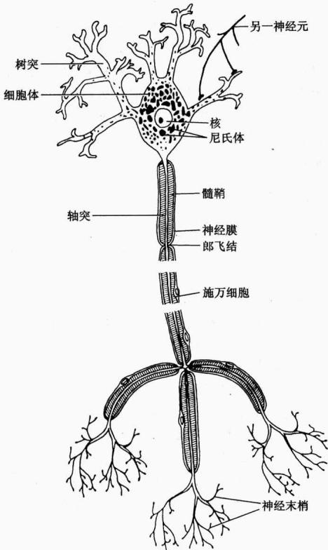 神经元的细胞体、树突、轴突和髓鞘