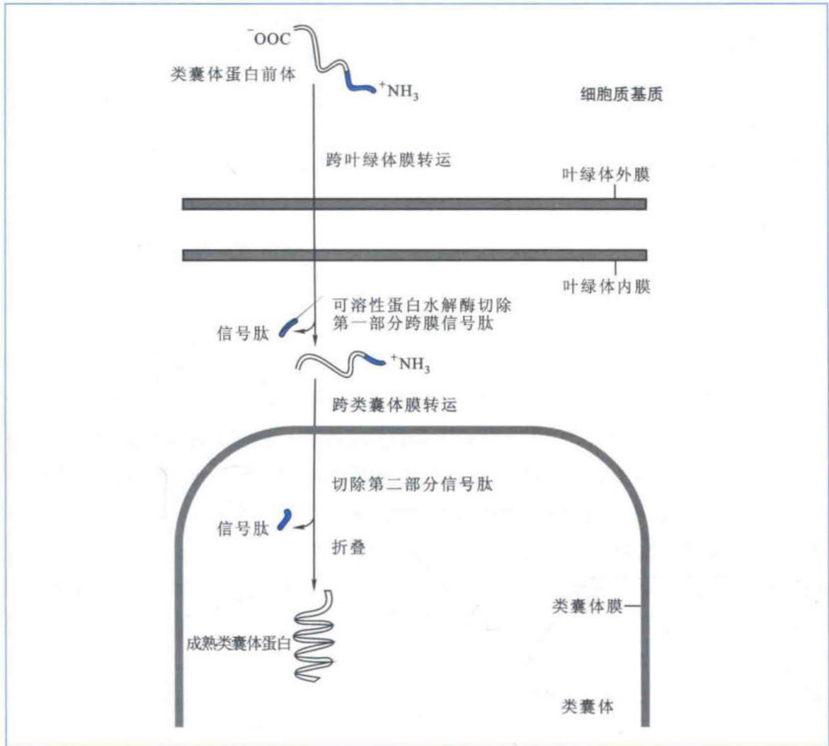 叶绿体蛋白质跨膜运转