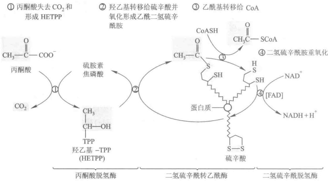 丙酮酸脱氢酶复合物的反应机制