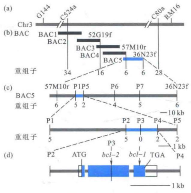 水稻BC1基因的图位克隆