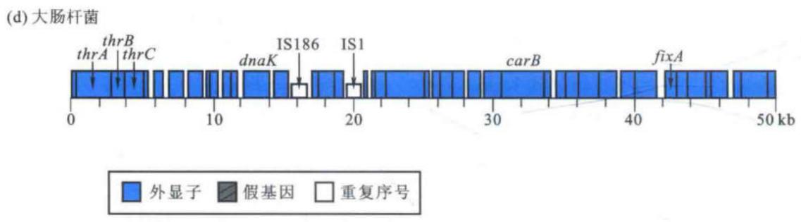 人、酵母、玉米和大肠杆菌基因组成分比较