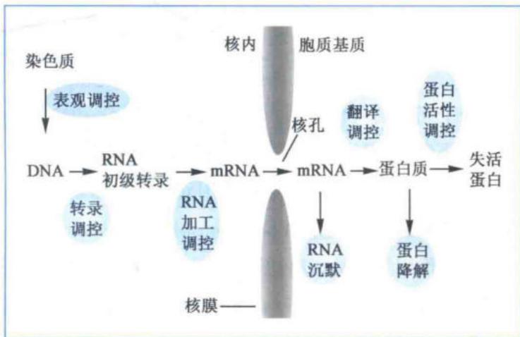 真核基因表达从DNA到蛋白质成熟的主要调控步骤