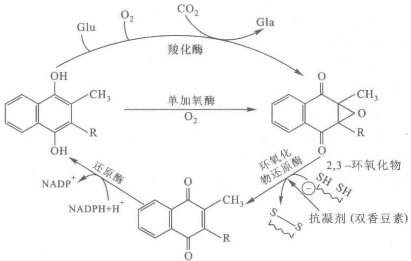 维生素K循环