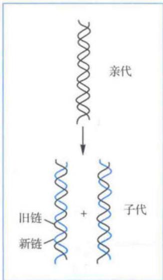 DNA的半保留复制