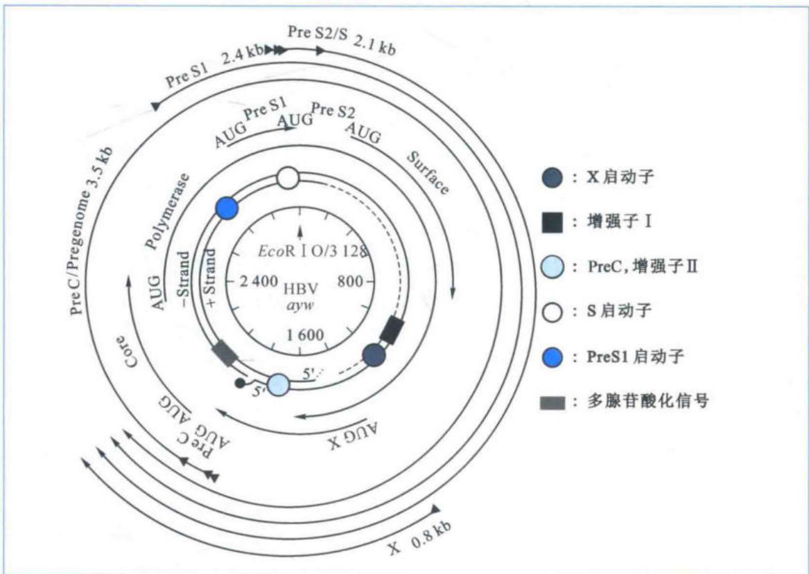 HBV部分双链环状基因组、重叠编码区及转录物
