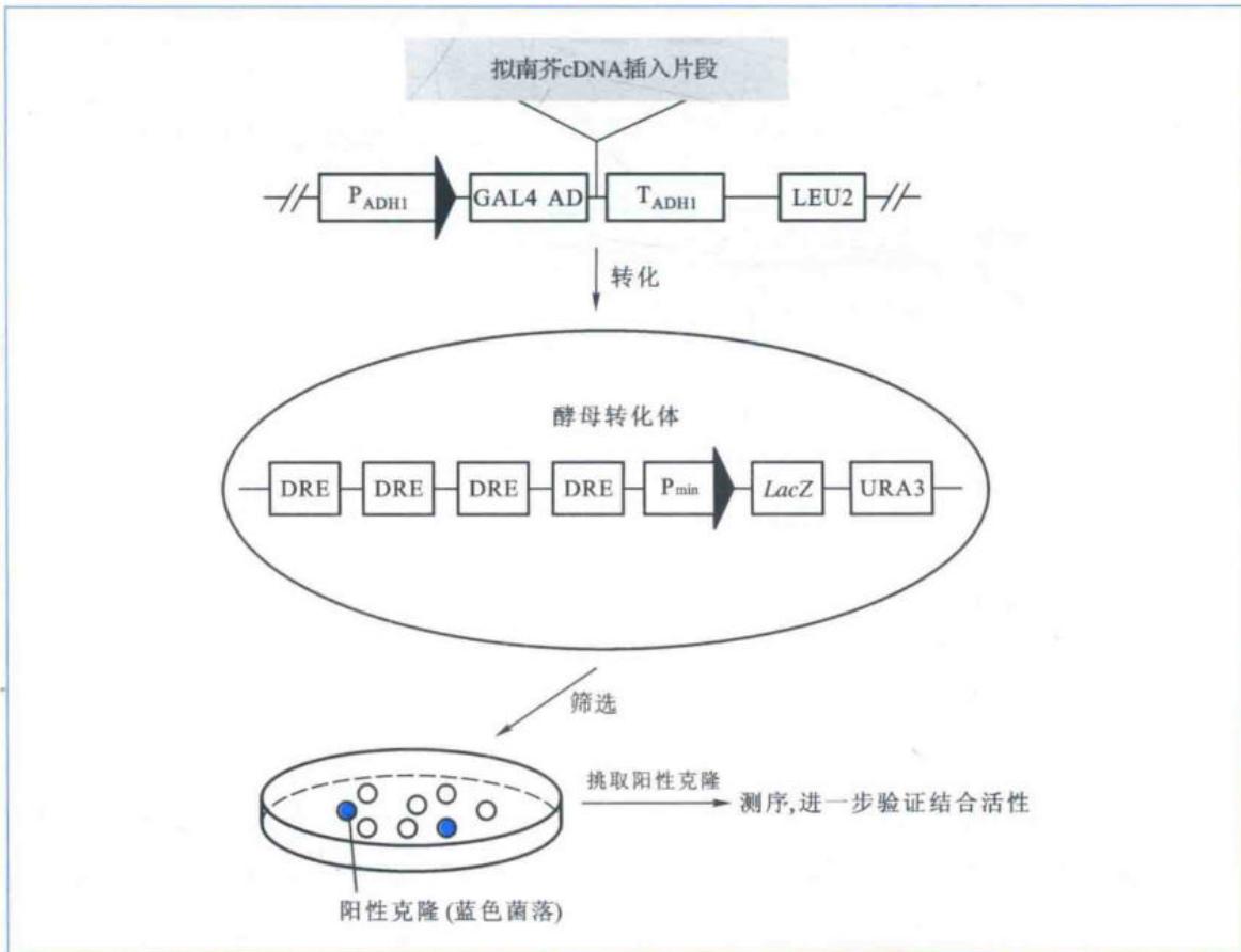 用DRE顺式元件筛选拟南芥转录因子