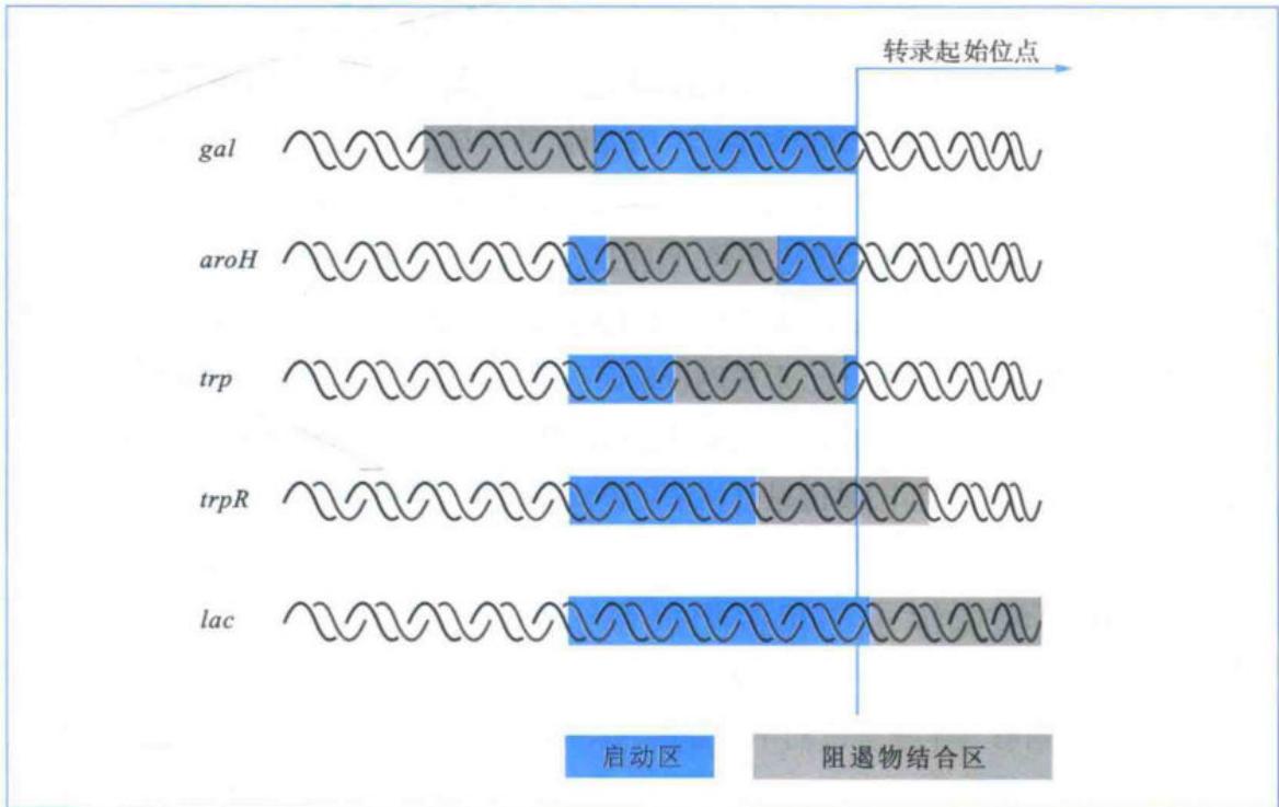 不同操纵子P区与O区相对位置比较
