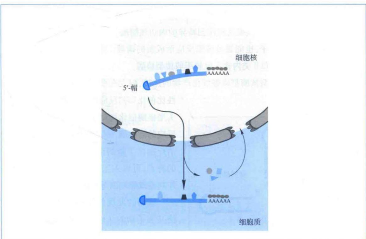 mRNA由细胞核转运到细胞质