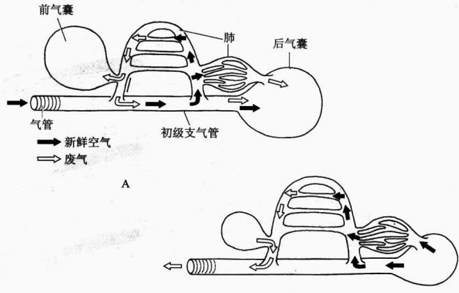 鸟肺、前后气囊与双重呼吸气流