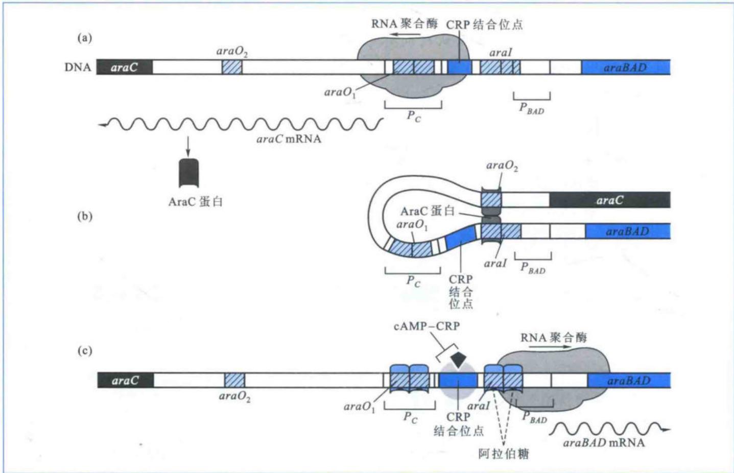 ara操纵子的表达调控