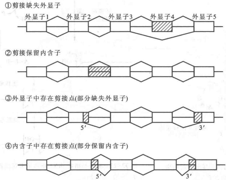 选择性剪接的主要方式