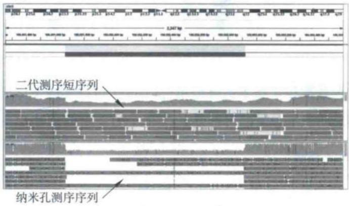 Illumina短读长与Nanopore检测大片段缺失的结果比较