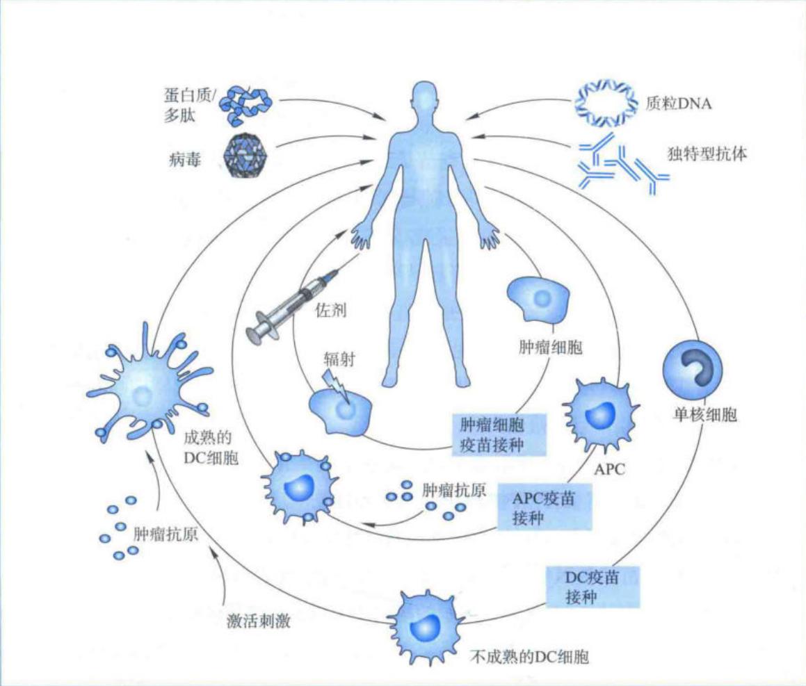 肿瘤疫苗的分类及作用方式