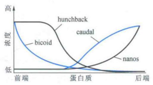 bicoid与nanos蛋白沿前后轴形成相反梯度