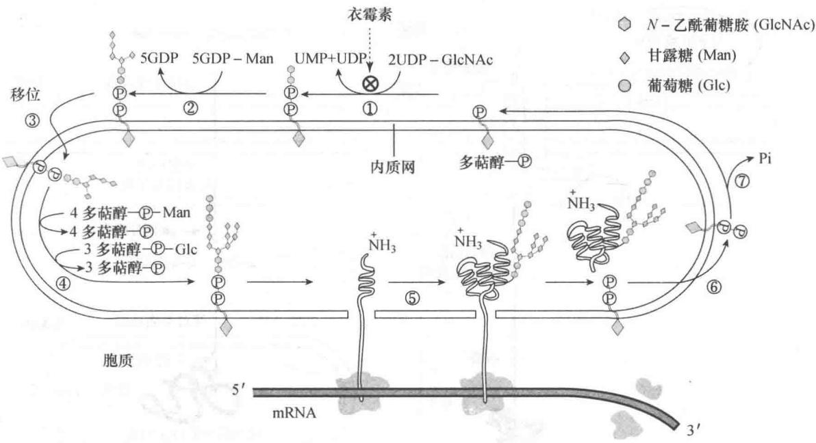 N-连接核心寡糖的合成