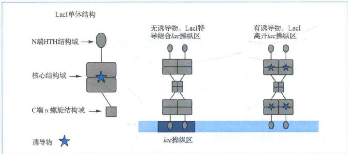 LacI蛋白结构及负控诱导系统