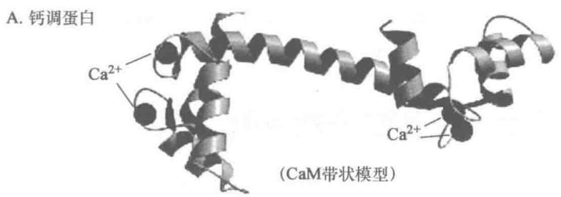 钙调蛋白及E-F手结构(上)