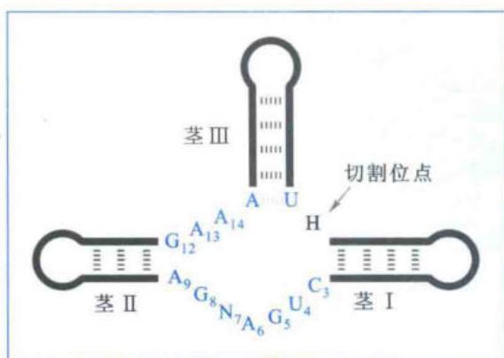 核酶的锤头结构